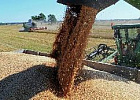 Первый миллион тонн зерна нового урожая собран в Оренбуржье